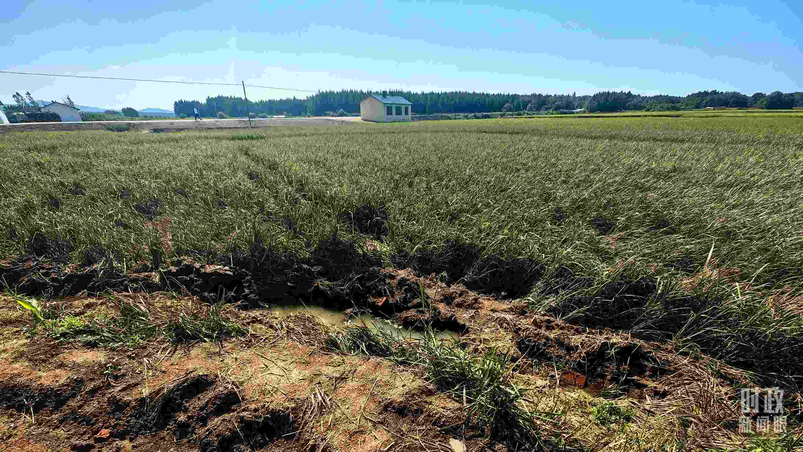△圖為龍王廟村在洪災(zāi)中受損的農(nóng)田。（總臺央視記者史偉拍攝）