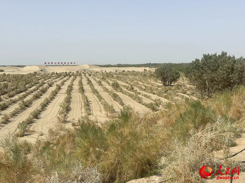 麥蓋提縣百萬畝防風(fēng)固沙生態(tài)林建設(shè)工程。人民網(wǎng)記者 常雪梅攝
