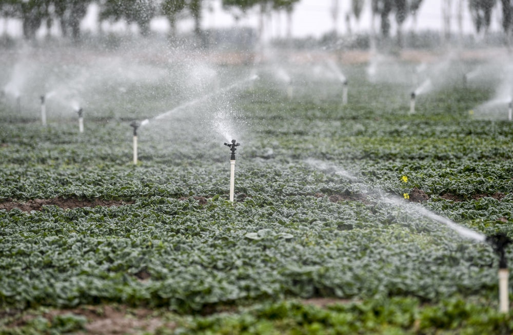 2023年5月25日，在寧夏銀川市永寧縣望洪鎮(zhèn)宋澄村冷涼蔬菜種植基地，小型噴灌節(jié)水設(shè)備在進(jìn)行噴灌作業(yè)。新華社記者 馮開華 攝