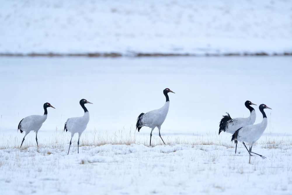 2021年10月21日在三江源國家公園黃河源園區(qū)內(nèi)拍攝的黑頸鶴。新華社記者 張龍 攝