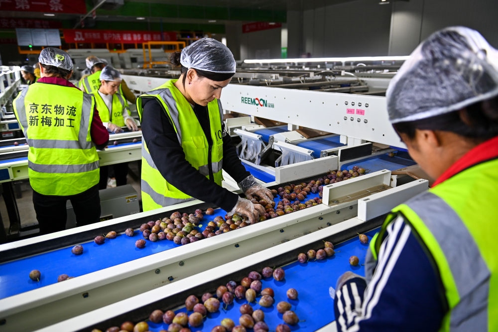 在新疆伽師縣粵伽新梅產(chǎn)業(yè)園內(nèi)的京東物流新疆智能供應(yīng)鏈中心，員工在智能分揀線檢查分選好的新梅（2023年8月30日攝）。新華社記者 丁磊 攝