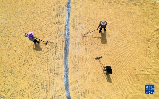 9月16日，湖南省郴州市桂陽縣流峰鎮(zhèn)農(nóng)民在晾曬稻谷（無人機照片）。