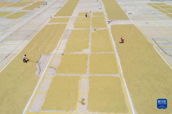 9月16日，村民在貴州省黔東南苗族侗族自治州丹寨縣金泉街道晾曬稻谷（無人機照片）。