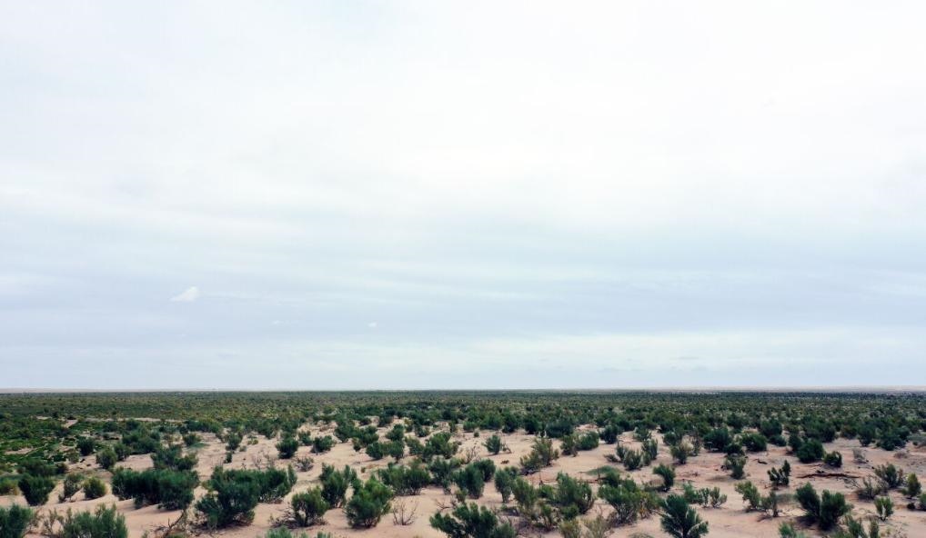 經(jīng)過封禁保護(hù)和人工種植梭梭后恢復(fù)綠色的草場（2023年9月12日攝）。新華社記者李云平 攝