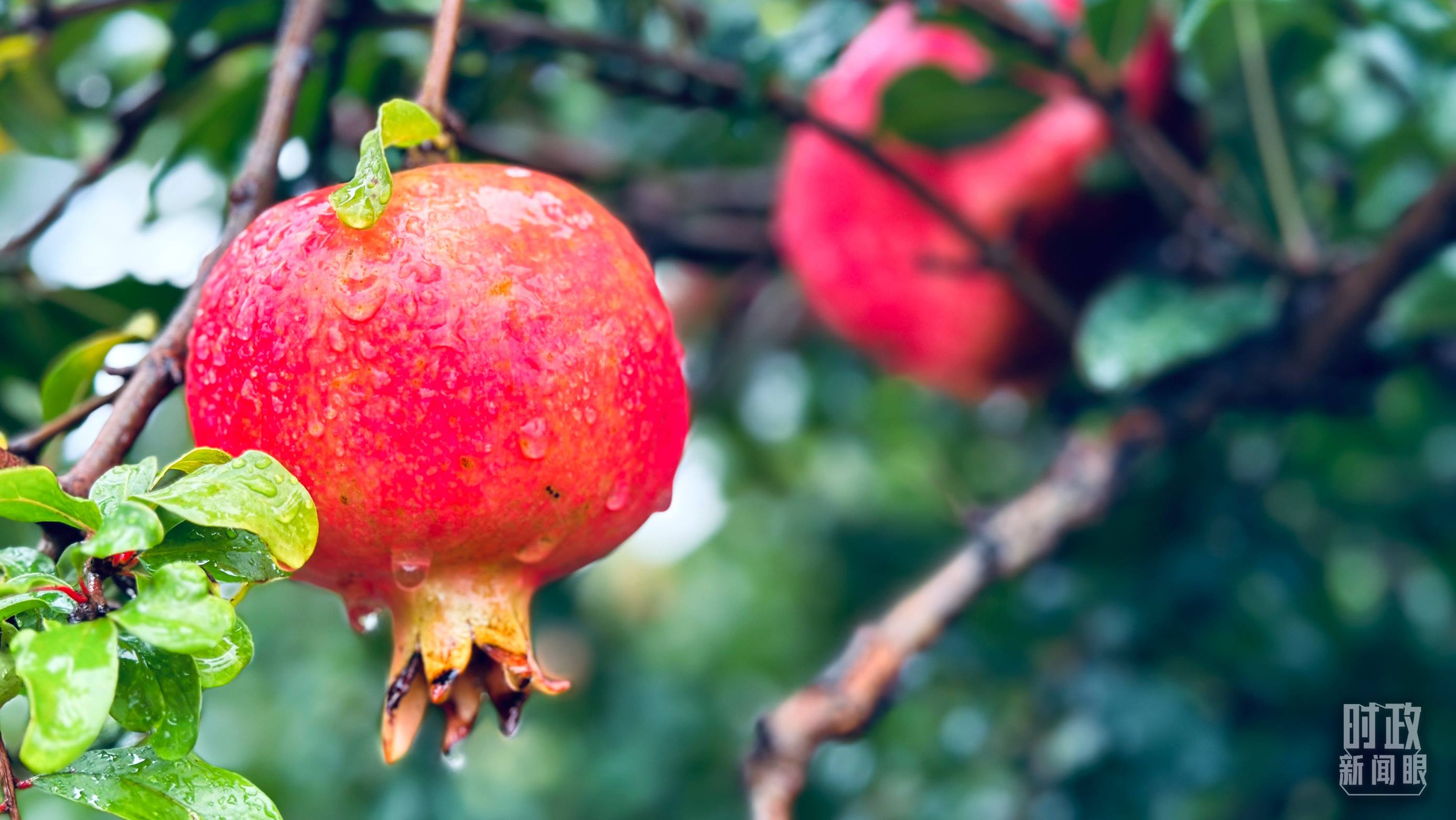 △一場秋雨過后，石榴更顯晶瑩。（總臺央視記者李輝、范一鳴拍攝）