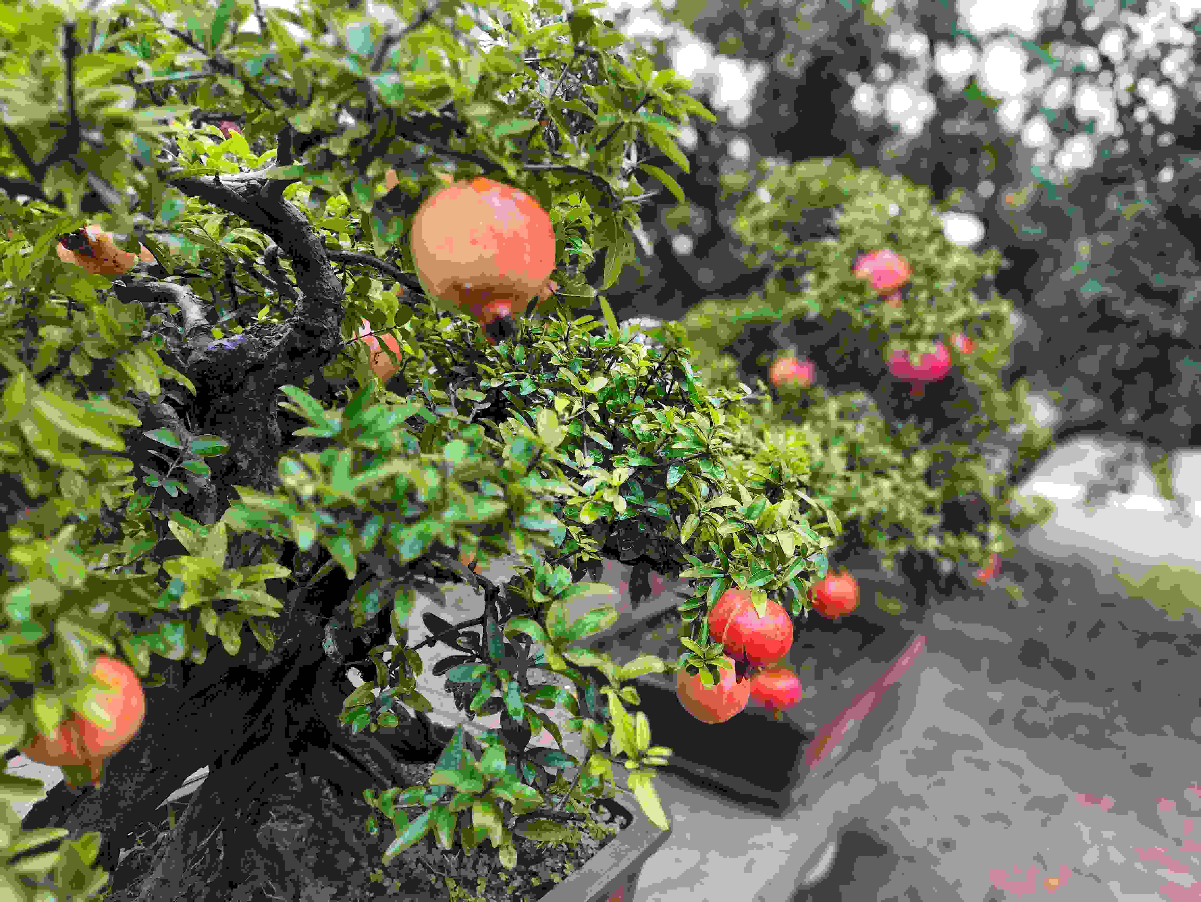 △石榴的發(fā)展帶動(dòng)了當(dāng)?shù)厥衽杈爱a(chǎn)業(yè)。（總臺(tái)央視記者鐘信偉拍攝）