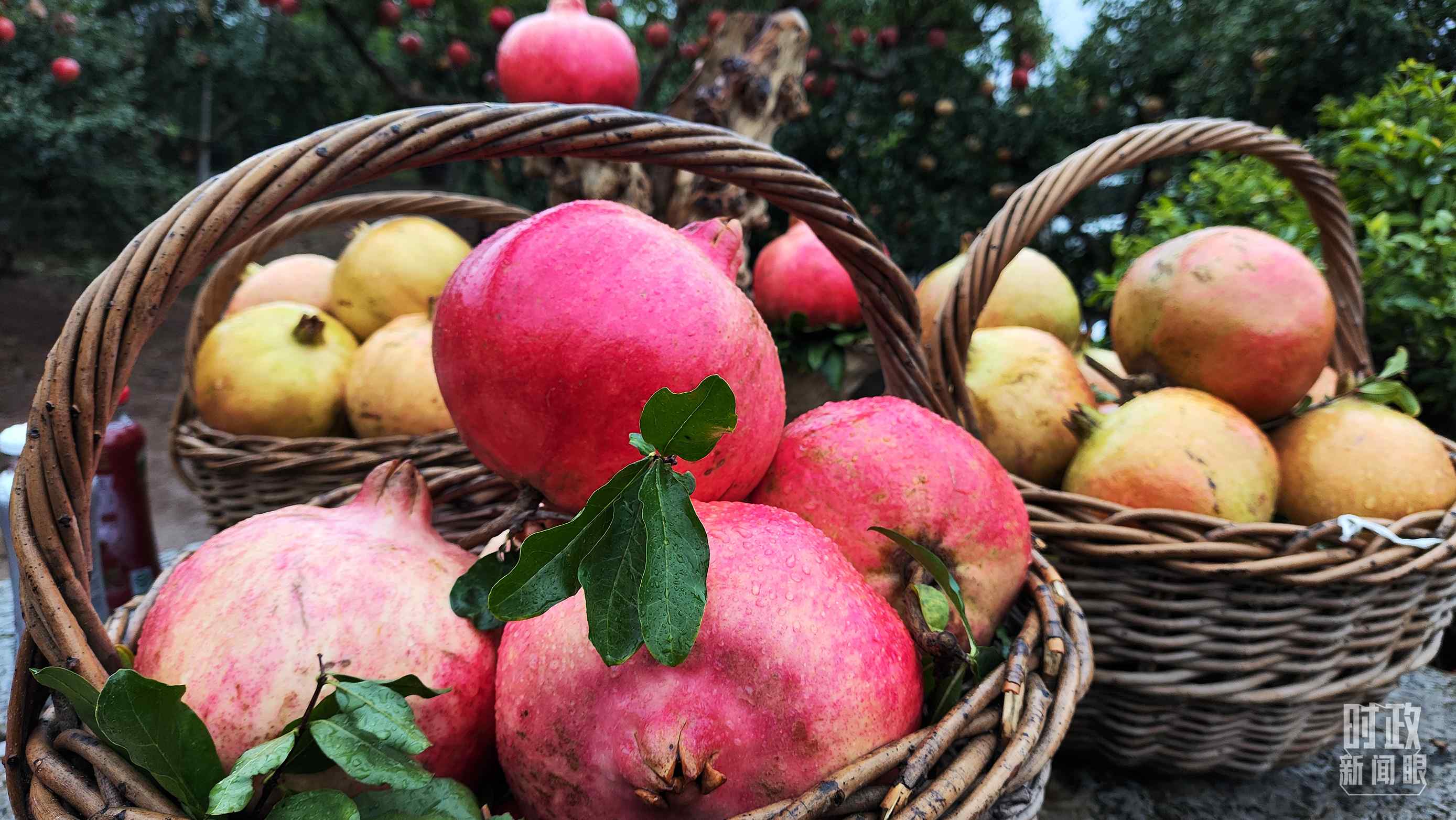 △種植園內(nèi)新鮮采摘的石榴。（總臺央視記者鐘信偉拍攝）