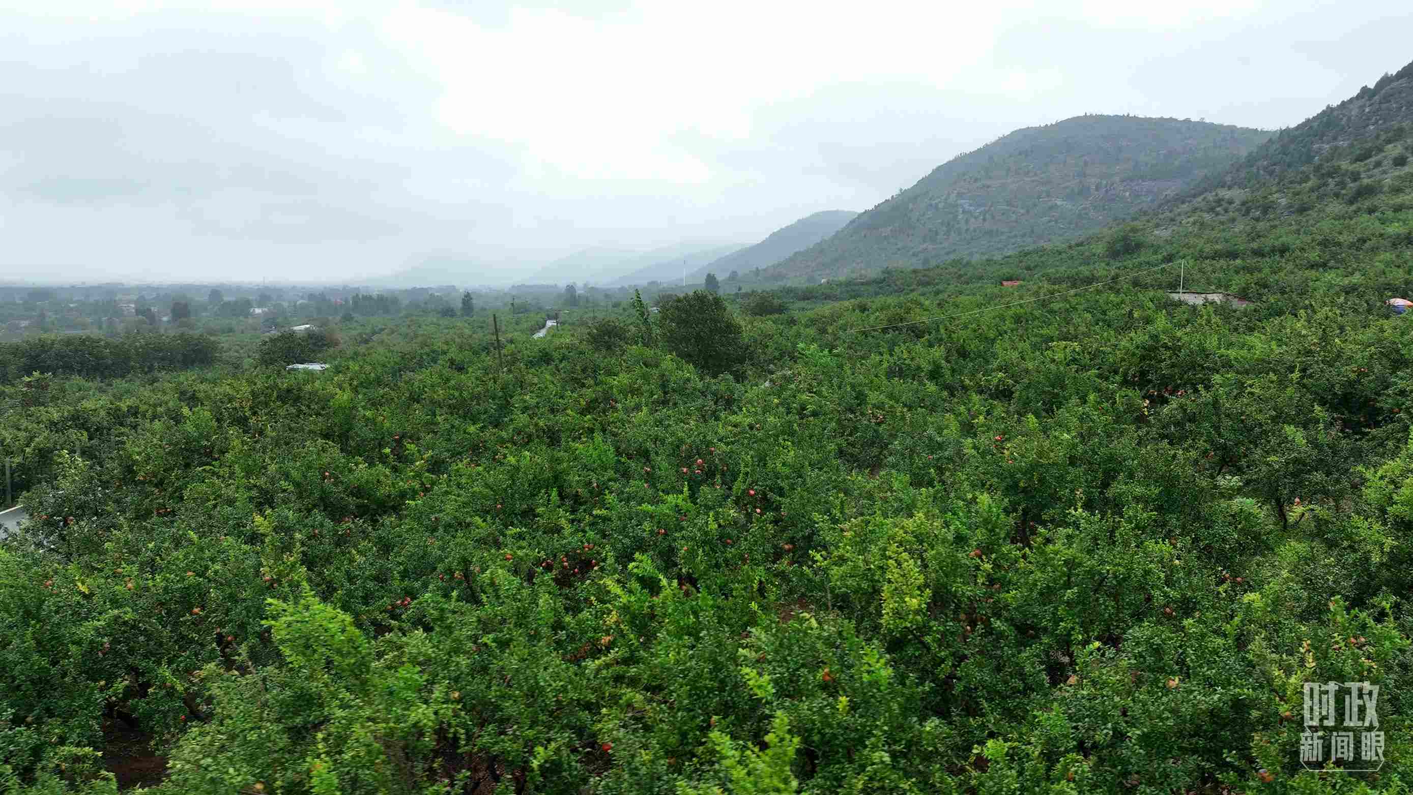 △山東棗莊冠世榴園。（總臺記者韓森、張鵬拍攝）