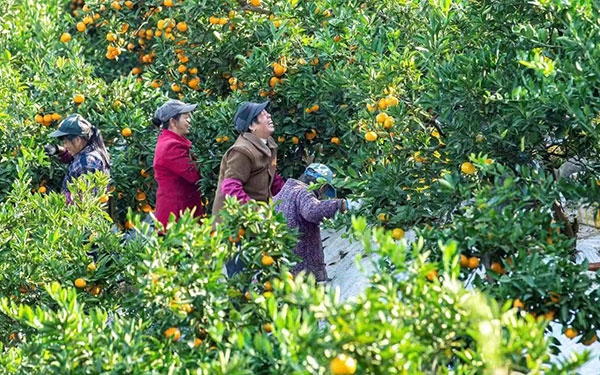 農(nóng)戶在果園中采摘果實(shí)。湖南省石門縣融媒體中心 唐亞翔攝