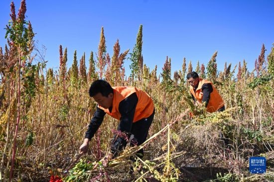 9月28日，農(nóng)民參加內(nèi)蒙古武川縣首屆藜麥開鐮節(jié)割藜麥比賽。