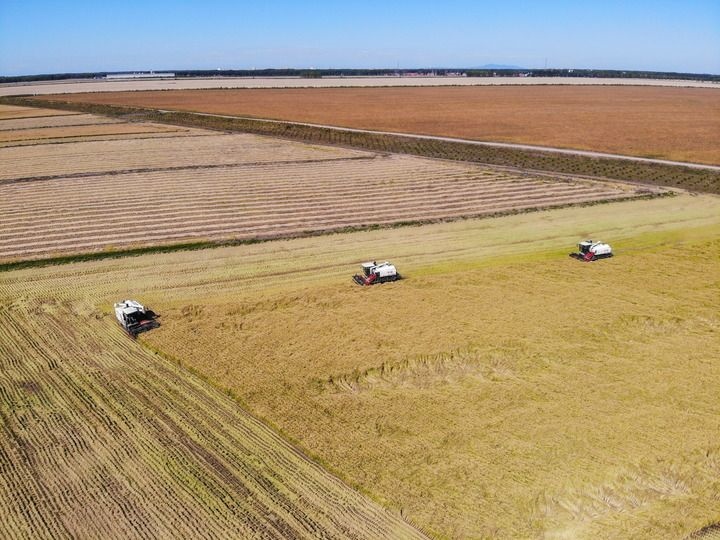 這是在位于黑龍江雙鴨山市友誼縣的北大荒農(nóng)業(yè)股份有限公司友誼分公司一地塊拍攝的水稻收獲現(xiàn)場（2023年9月21日攝，無人機照片）。新華社記者 王松 攝