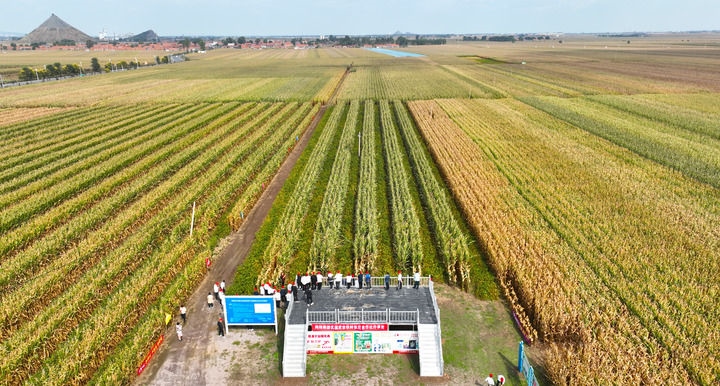 在遼寧省鐵嶺縣蔡牛鎮(zhèn)，外地農(nóng)民到張莊玉米合作社的大田里學(xué)習(xí)玉米選種和栽種技術(shù)（2023年9月26日攝，無人機照片）。新華社記者 楊青 攝
