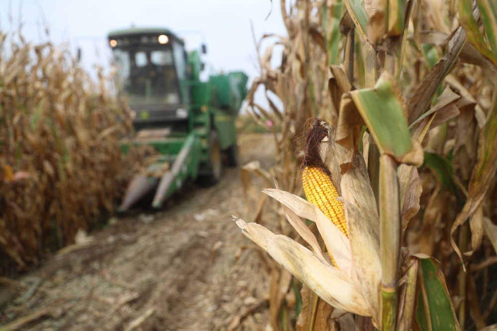 在遼寧省鐵嶺縣蔡牛鎮(zhèn)玉米田里，農(nóng)民駕駛農(nóng)機收割玉米（2023年9月26日攝）。新華社記者 楊青 攝