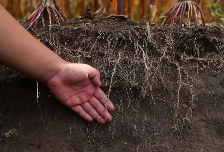 在遼寧省鐵嶺縣蔡牛鎮(zhèn)，張莊玉米合作社的農(nóng)民向外地農(nóng)民介紹黑土地保護(hù)和玉米秸稈還田情況（2023年9月26日攝）。新華社記者 楊青 攝