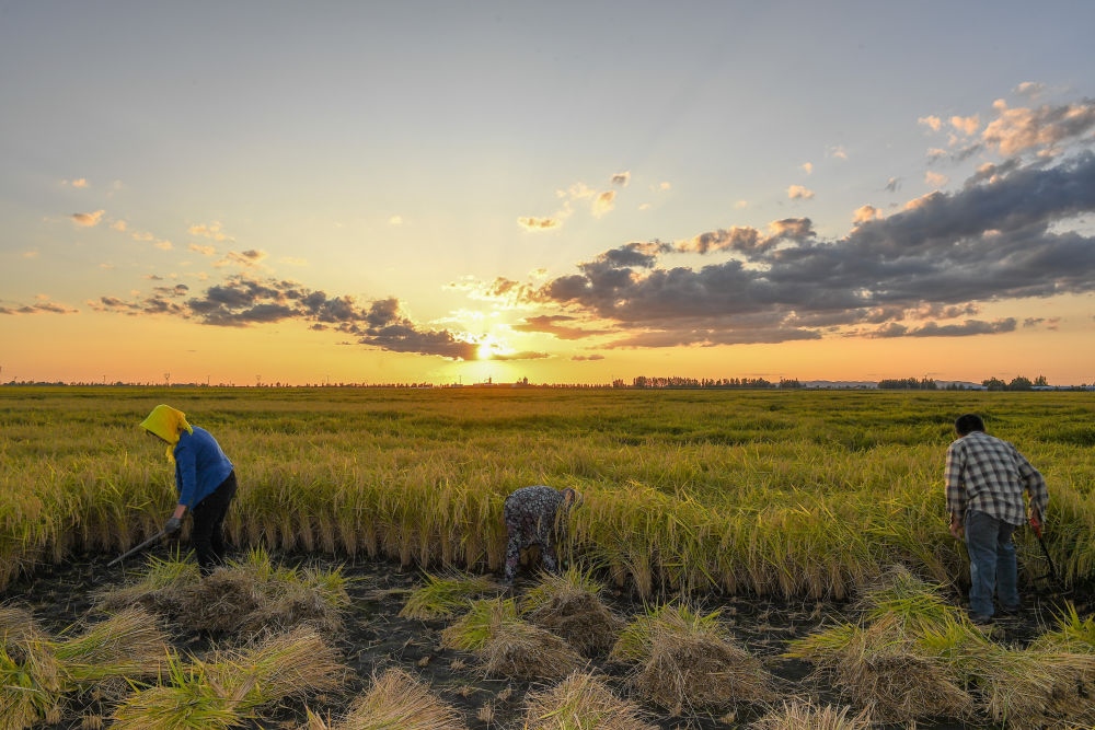 農(nóng)民在吉林省吉林市永吉縣萬昌鎮(zhèn)花家村收割水稻（2023年9月12日攝）。新華社記者 張楠 攝