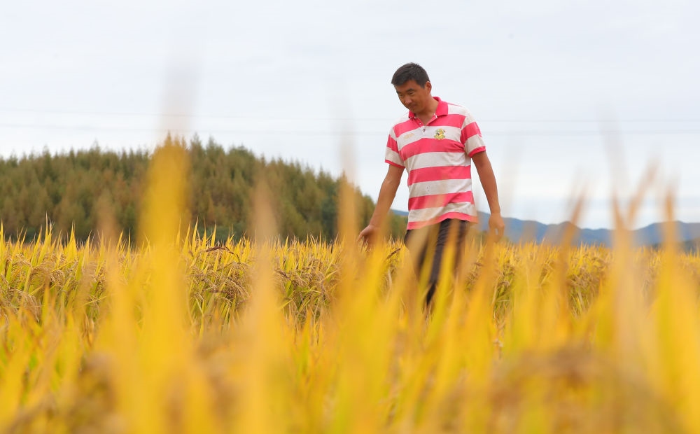 在遼寧省撫順市新賓滿族自治縣新賓鎮(zhèn)的水稻田里，農(nóng)民丁輝查看水稻成熟情況（2023年9月25日攝）。新華社記者 楊青 攝