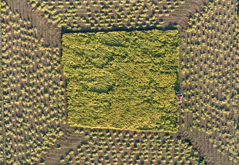 在吉林省舒蘭市平安鎮(zhèn)金星村，農(nóng)民駕駛農(nóng)機收割水稻（2023年9月21日攝，無人機照片）。新華社記者 張楠 攝