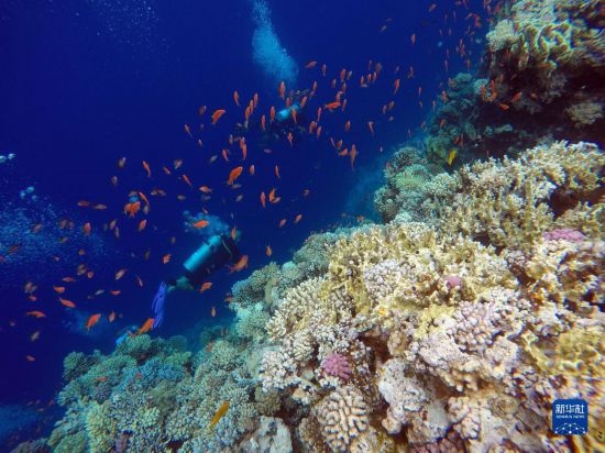  10月2日，人們?cè)诎＜拔髂伟雿u達(dá)哈布藍(lán)洞內(nèi)的珊瑚旁深潛。新華社記者 隋先凱 攝