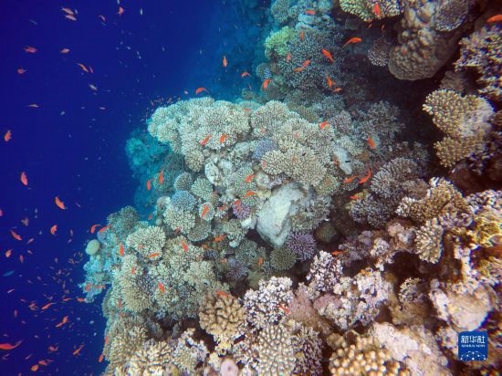  這是10月2日在埃及西奈半島達(dá)哈布藍(lán)洞內(nèi)拍攝的珊瑚和魚類。新華社記者 隋先凱 攝