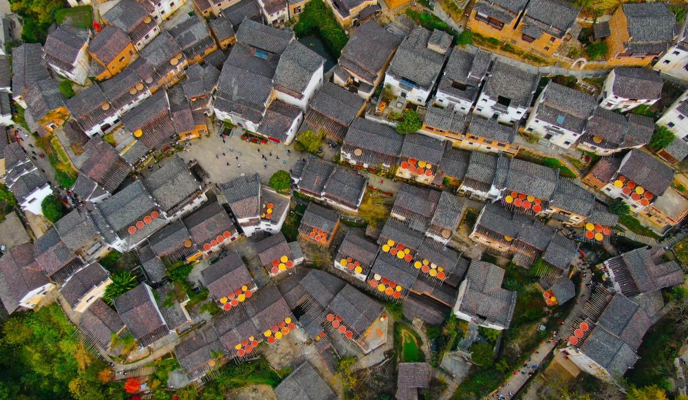 這是婺源縣江灣鎮(zhèn)篁嶺村的曬秋景象（2019年11月7日攝）。