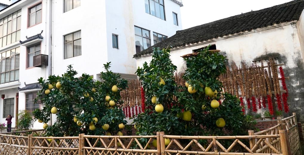 近日在江西省上饒市婺源縣秋口鎮(zhèn)王村石門自然村拍攝的馬家柚。新華社記者 胡晨歡 攝