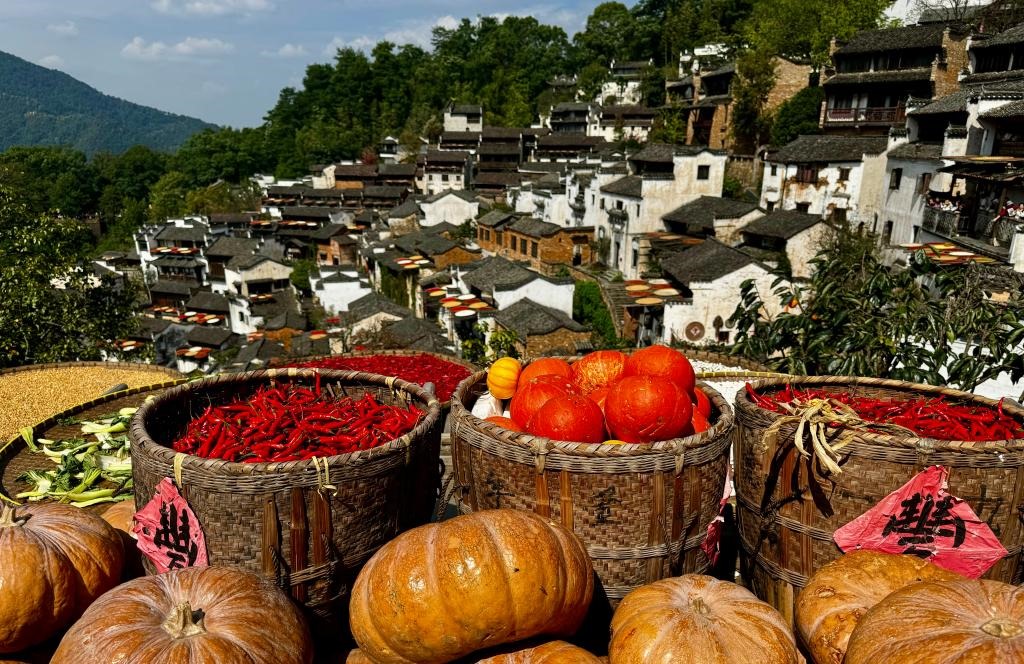 近日拍攝的江西省上饒市婺源縣篁嶺村曬秋畫面。新華社記者 胡晨歡 攝