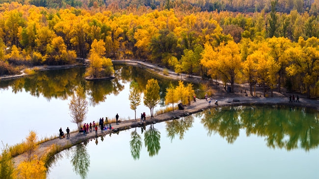 胡楊林金碧耀眼。蘭州局集團公司融媒體中心供圖