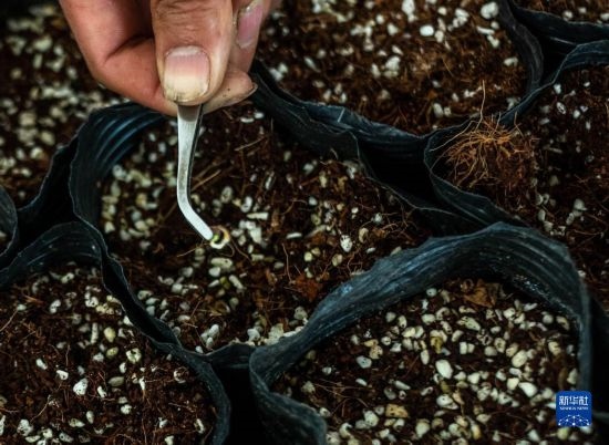 云南錦科花卉工程研究中心里已經發(fā)芽的太空種子（4月3日攝）。