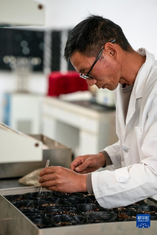 技術員田連通在實驗室播種太空種子（4月3日攝）。