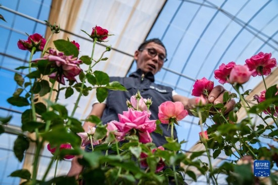 在云南省安寧市現代農業(yè)園區(qū)玫瑰種植示范園，技術員田連通觀察玫瑰花（10月20日攝）。