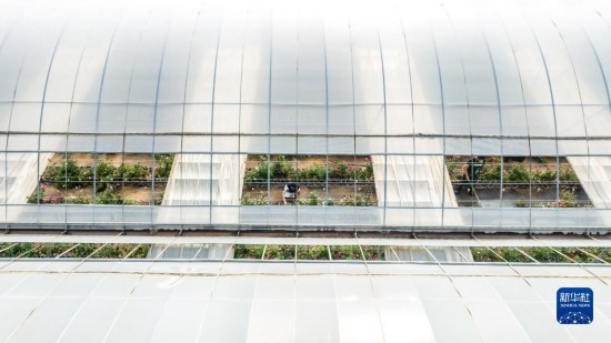 云南省安寧市現代農業(yè)園區(qū)玫瑰種植示范園一景（無人機照片，10月20日攝）。