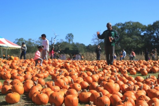  2020年10月31日，在美國(guó)新奧爾良市，人們?cè)谀瞎限r(nóng)場(chǎng)里玩耍。新華社發(fā)（魏蘭攝）