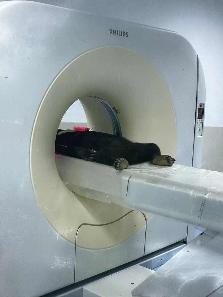 長(zhǎng)隆野生動(dòng)物世界的動(dòng)物醫(yī)院內(nèi)，馬來熊在做核磁共振檢查。人民網(wǎng)記者 李舫攝