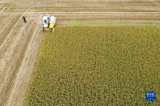 11月4日，在南通市通州區(qū)十總鎮(zhèn)育民村農(nóng)場，一臺設(shè)置好參數(shù)的無人收割機(jī)在工作中（無人機(jī)照片）。