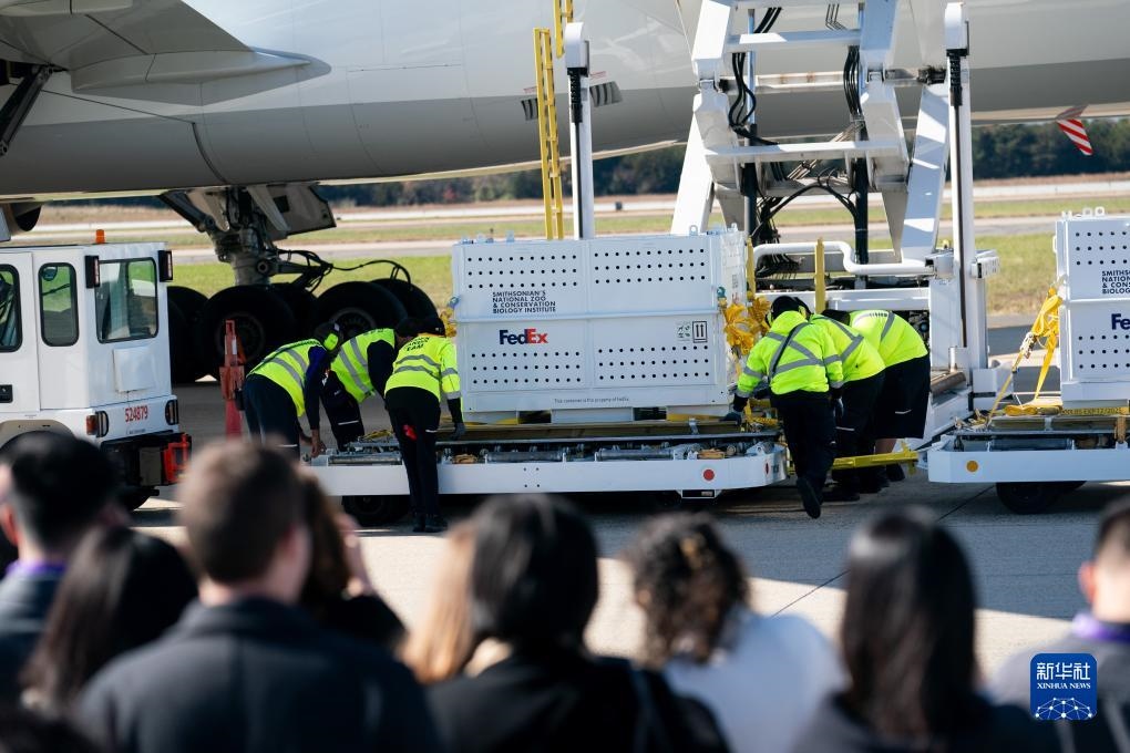 11月8日，在美國弗吉尼亞州的華盛頓杜勒斯國際機場，裝有大熊貓的特制“旅行包廂”準(zhǔn)備運上專機。新華社記者劉杰攝