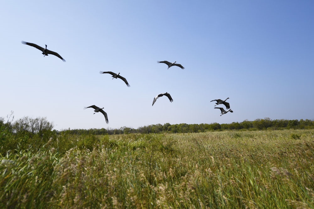 鳥類在山東黃河三角洲國家級自然保護區(qū)內(nèi)飛翔（2022年9月18日攝）。新華社記者 范長國 攝