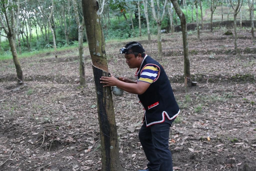 2017年10月，云南省永德縣團樹村佤族膠農(nóng)蔣文富在割膠