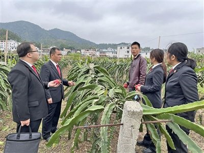  圖④：岑溪法院糯垌法庭法官深入轄區(qū)火龍果基地調(diào)研。
