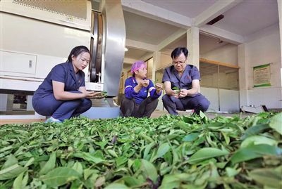  圖③：蒼梧法院六堡法庭法官深入茶企了解企業(yè)生產(chǎn)經(jīng)營(yíng)情況。