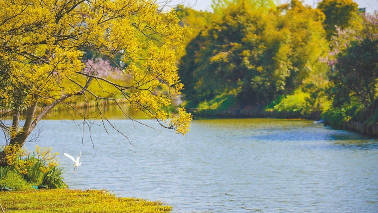  碧波蕩漾 浙江嘉興市海鹽縣望海街道永福社區(qū)荷花池，一汪碧水波光粼粼，風(fēng)光旖旎。當(dāng)?shù)厥冀K堅(jiān)持綠色發(fā)展，促進(jìn)人與自然和諧共生。 肖弗勒模具（嘉興）有限公司德國籍經(jīng)理 湯姆·魯特納攝 “當(dāng)?shù)卮迕窀嬖V我，如今環(huán)境變好了，茶余飯后，大家都會到河邊散散步，欣賞美景，和鄰居聊聊天。我想，好生態(tài)是大自然的饋贈，更是長三角地區(qū)大力治理生態(tài)環(huán)境的結(jié)果。希望美麗中國的綠色發(fā)展之路越走越好。”