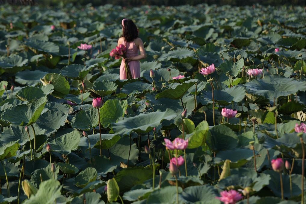 這是2020年7月15日，一名女子在越南首都河內(nèi)西湖畔的荷花叢中留影。