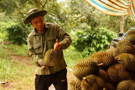 9月15日，在越南多樂省一家榴蓮果園，一名果農(nóng)初步清潔剛采摘的榴蓮。依托中國-東盟博覽會等平臺，越來越多東盟國家的榴蓮得以更加便捷地進(jìn)入中國市場，并以更加優(yōu)惠的價(jià)格走上消費(fèi)者的餐桌。（新華社記者胡佳麗攝）