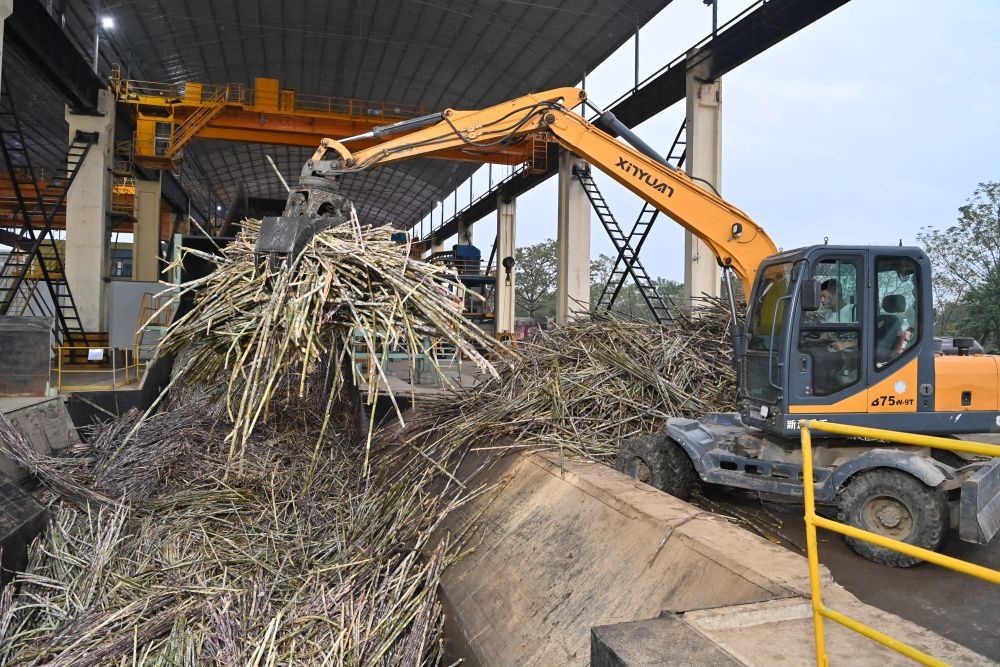 12月14日，在廣西來賓東糖鳳凰有限公司，員工操作機械將甘蔗投入傳送帶，準備送往壓榨車間。