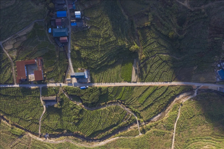 漠源鄉(xiāng)西柚基地。將樂(lè)縣農(nóng)業(yè)農(nóng)村局供圖