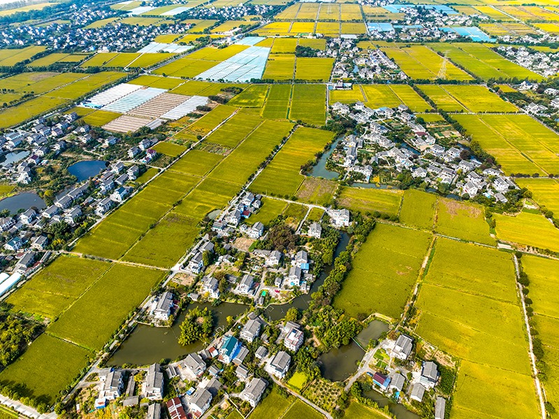 2023年10月22日，浙江海寧市黃灣鎮(zhèn)，金秋時(shí)節(jié)，金黃色的稻田與美麗鄉(xiāng)村構(gòu)成一幅寧?kù)o祥和的畫(huà)卷。