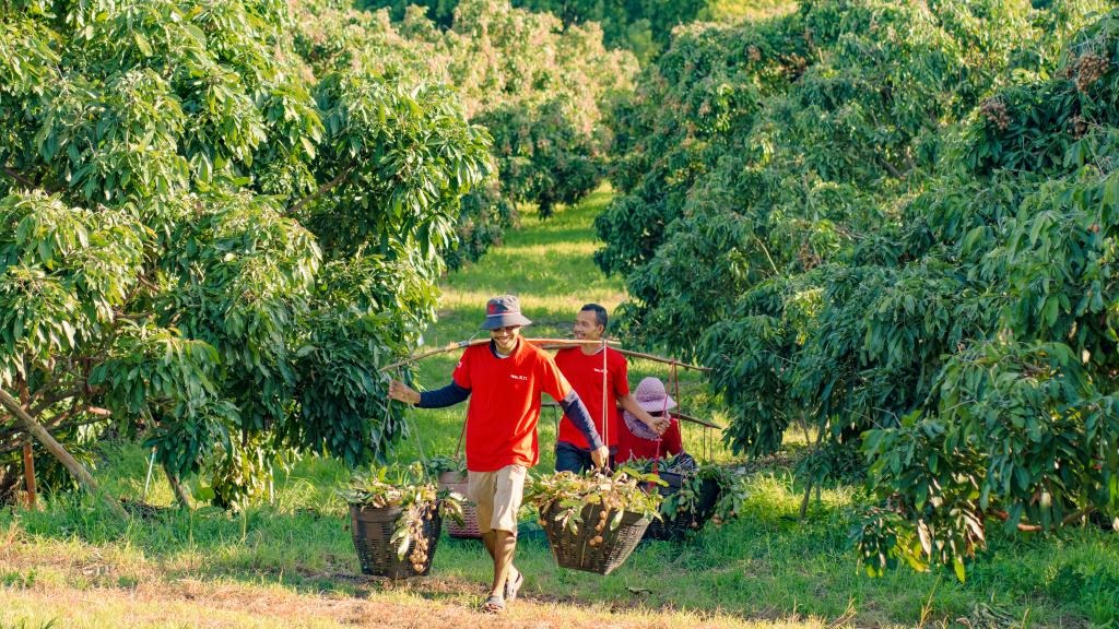 2023年10月，泰國(guó)尖竹汶府的龍眼種植園內(nèi)，采果工人正在運(yùn)輸新采摘的龍眼。（黎銀成攝 新華社發(fā)）