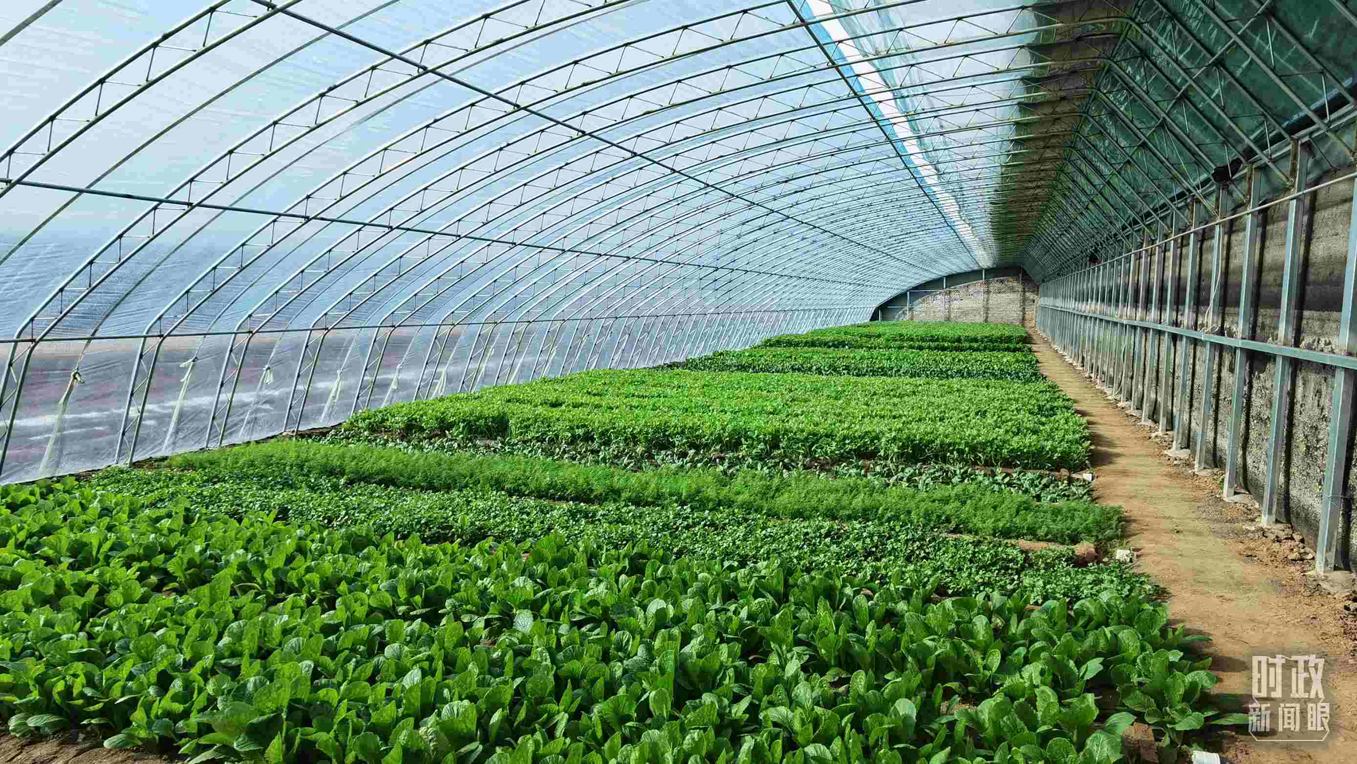 △第六埠村蔬菜大棚。（總臺央視記者郭鴻拍攝）