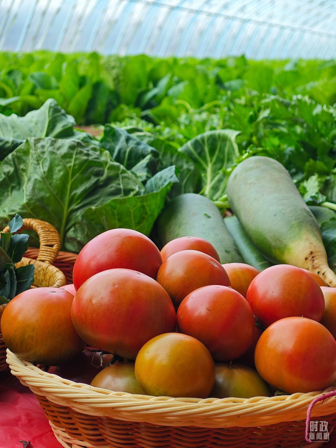 △第六埠村蔬菜大棚，蔬菜收獲頗豐。（總臺央視記者彭漢明拍攝）