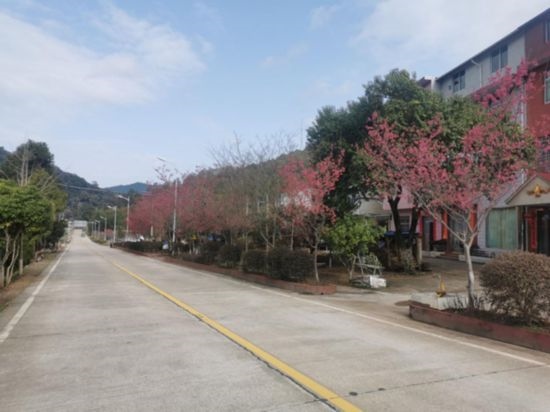 道路兩旁的山櫻花。將樂縣農業(yè)農村局供圖