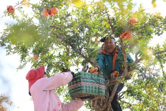 紅彤彤的石榴掛滿枝頭，農(nóng)戶們穿梭在林中采摘，享受著豐收的喜悅。
